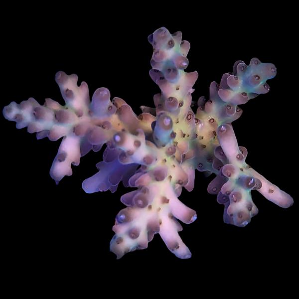 WYSIWYG cultured Palau Acropora 19