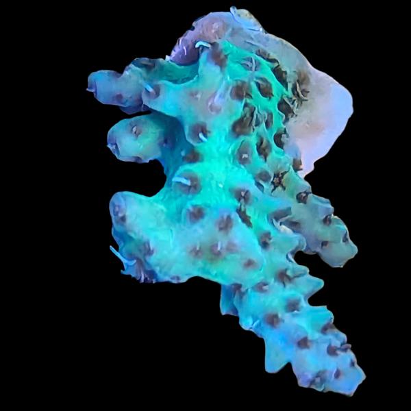 WYSIWYG cultured Palau Acropora 20