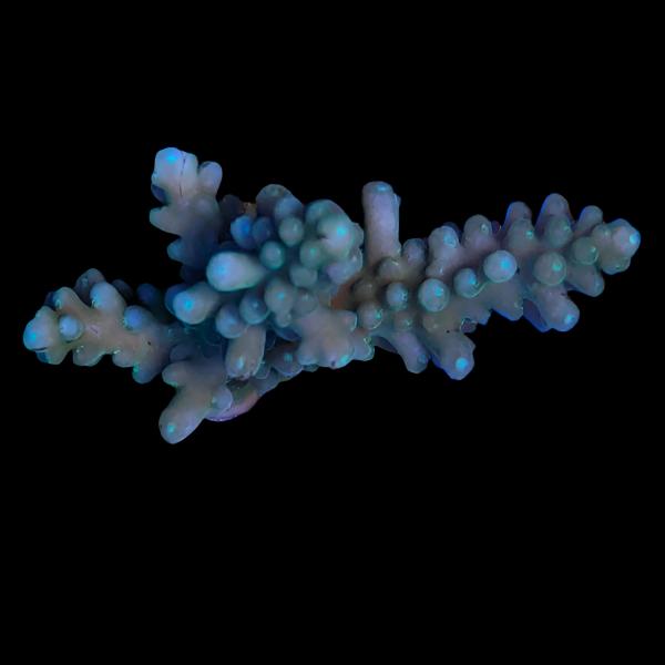 WYSIWYG cultured Palau Acropora 23