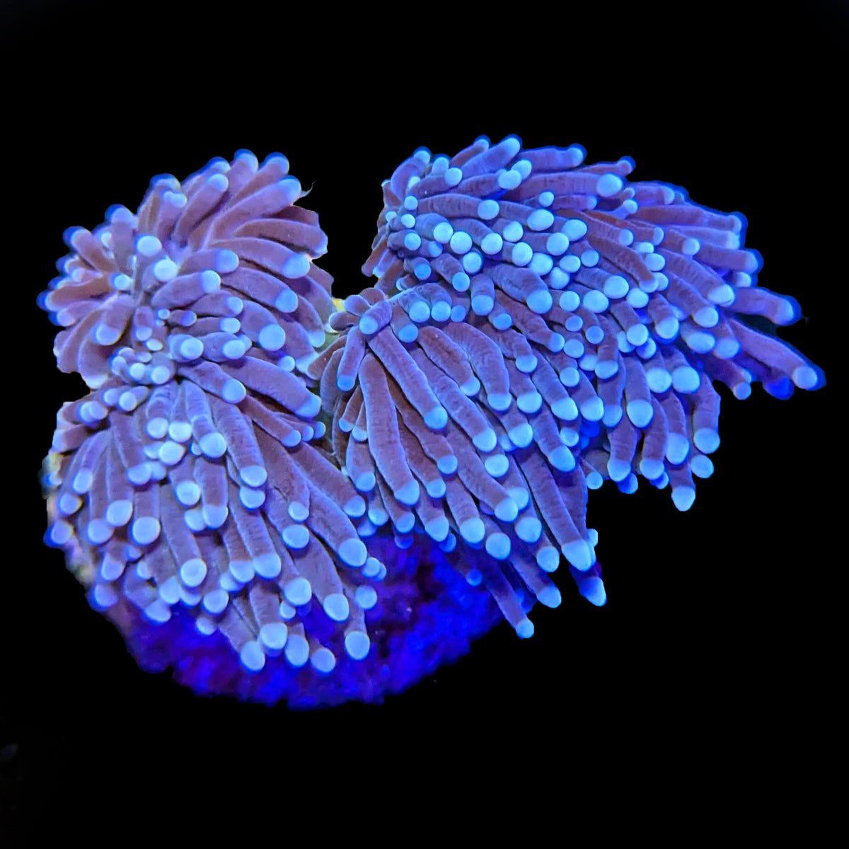 Grape Torch Coral