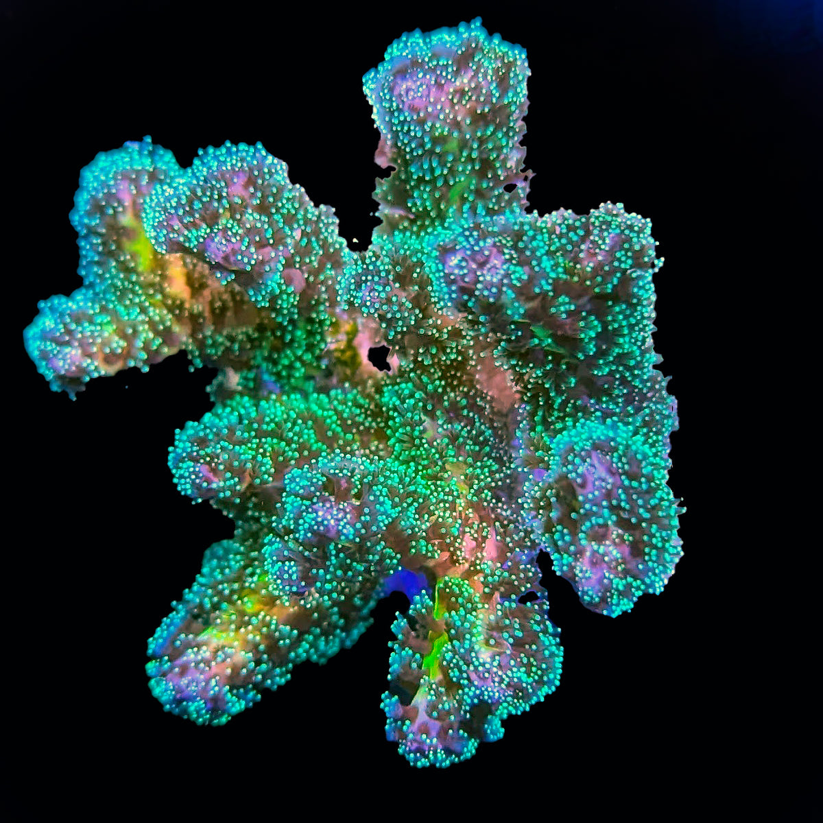 Biota Palau Pocillopora