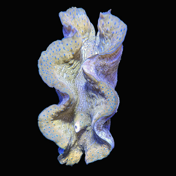 WYSIWYG cultured Gigas Clam XLarge