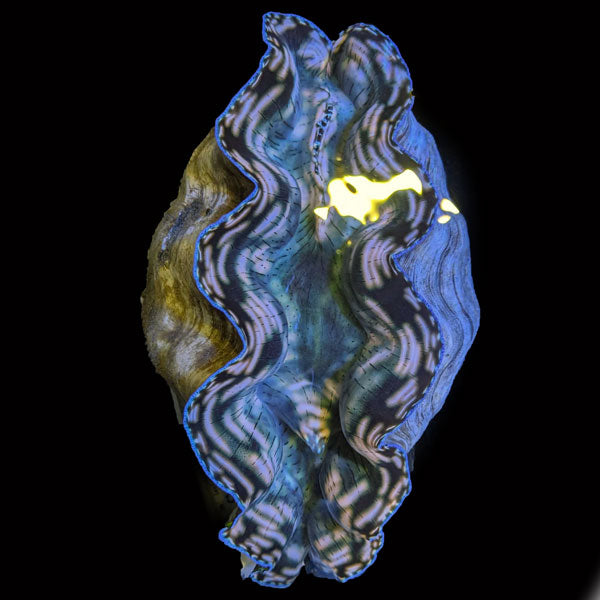 WYSIWYG cultured XXL 12" Derasa Clam