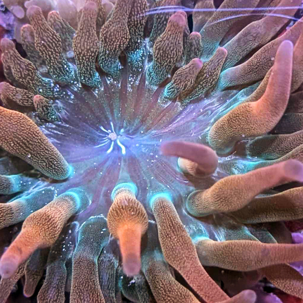 Watermelon Rose Bubble Tip Anemone