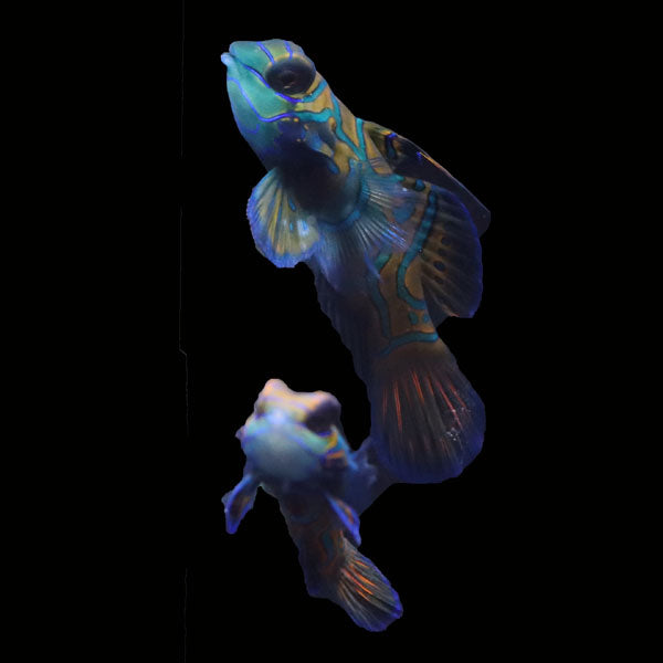 WYSIWYG Biota captive bred Mandarin Fish Pair 10