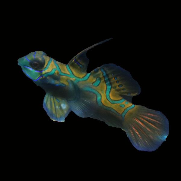 WYSIWYG Biota captive bred Mandarin Fish Pair 10