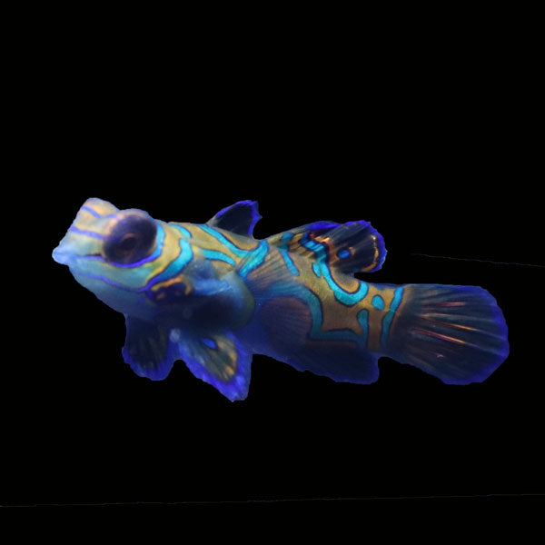 WYSIWYG Biota captive bred Mandarin Fish Pair 10