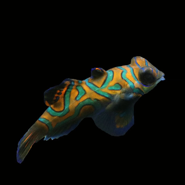 WYSIWYG Biota captive bred Mandarin Fish Pair 11