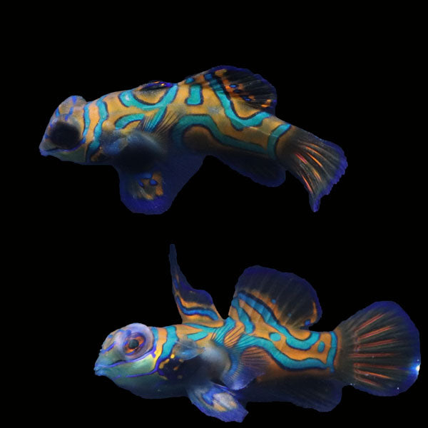 WYSIWYG Biota captive bred Mandarin Fish Pair 11