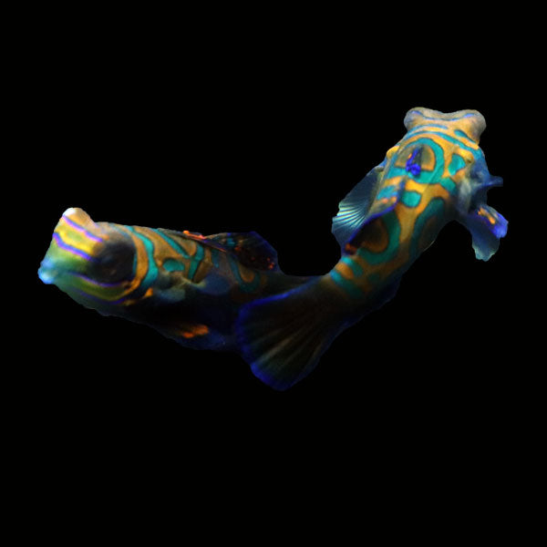 WYSIWYG Biota captive bred Mandarin Fish Pair 12