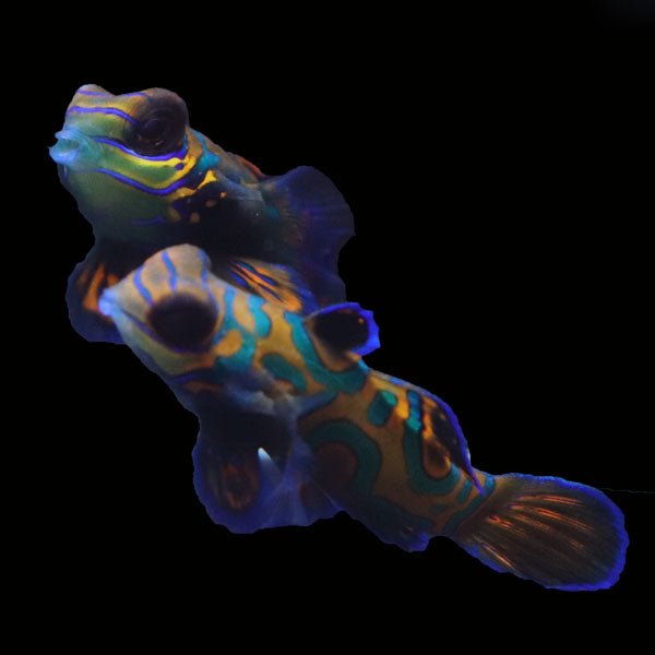 WYSIWYG Biota captive bred Mandarin Fish Pair 12