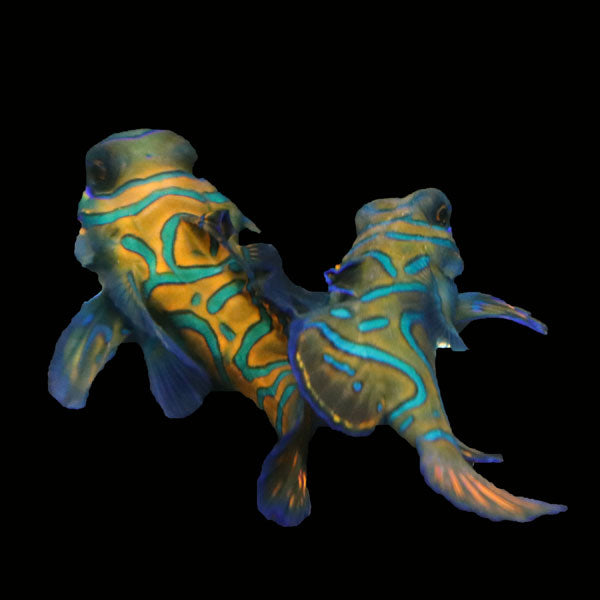 WYSIWYG Biota captive bred Mandarin Fish Pair 1