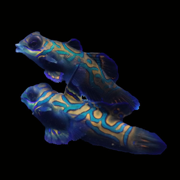 WYSIWYG Biota captive bred Mandarin Fish Pair 2