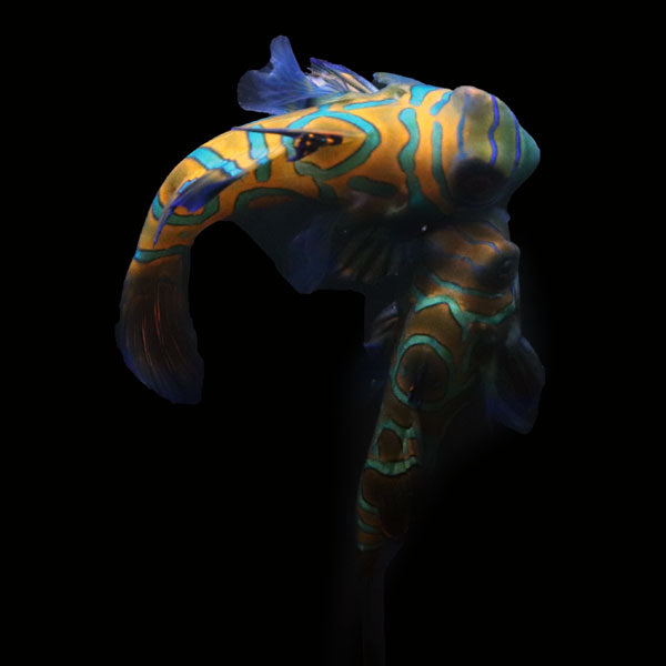 WYSIWYG Biota captive bred Mandarin Fish Pair 3