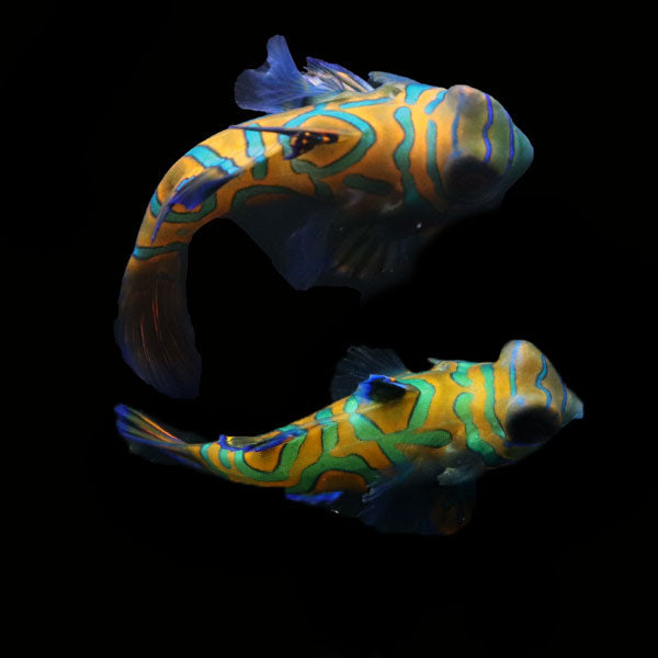WYSIWYG Biota captive bred Mandarin Fish Pair 3