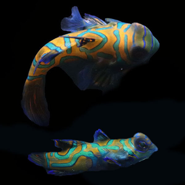 WYSIWYG Biota captive bred Mandarin Fish Pair 3