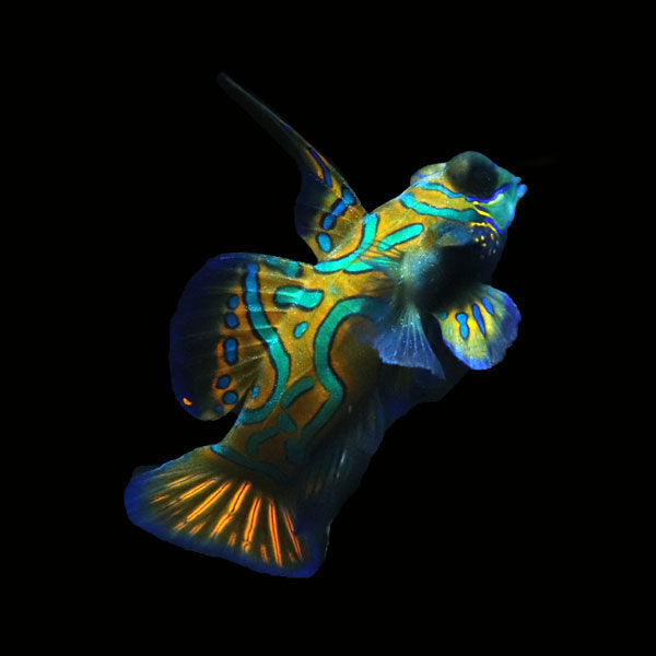 WYSIWYG Biota captive bred Mandarin Fish Pair 4