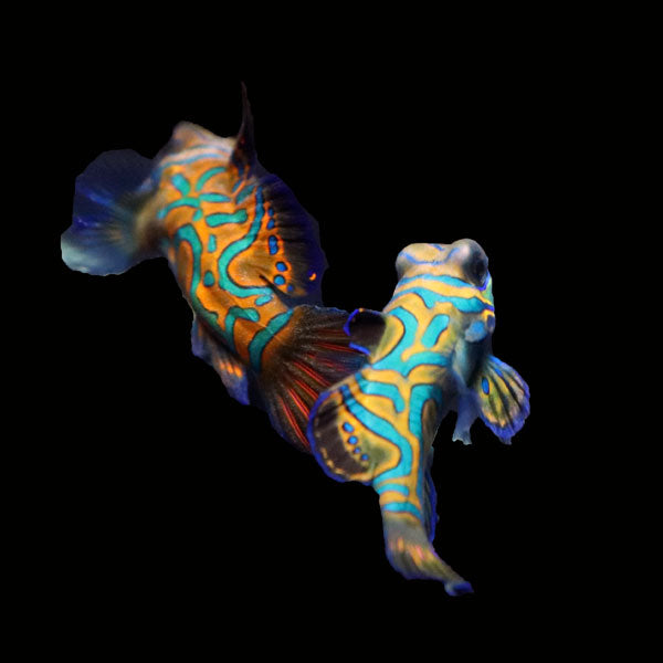 WYSIWYG Biota captive bred Mandarin Fish Pair 4