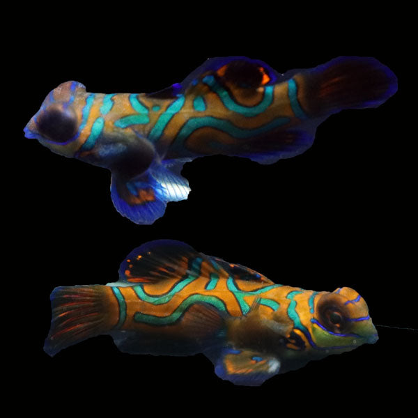 WYSIWYG Biota captive bred Mandarin Fish Pair 5