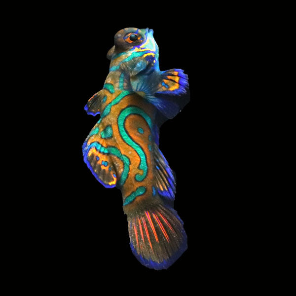 WYSIWYG Biota captive bred Mandarin Fish Pair 6