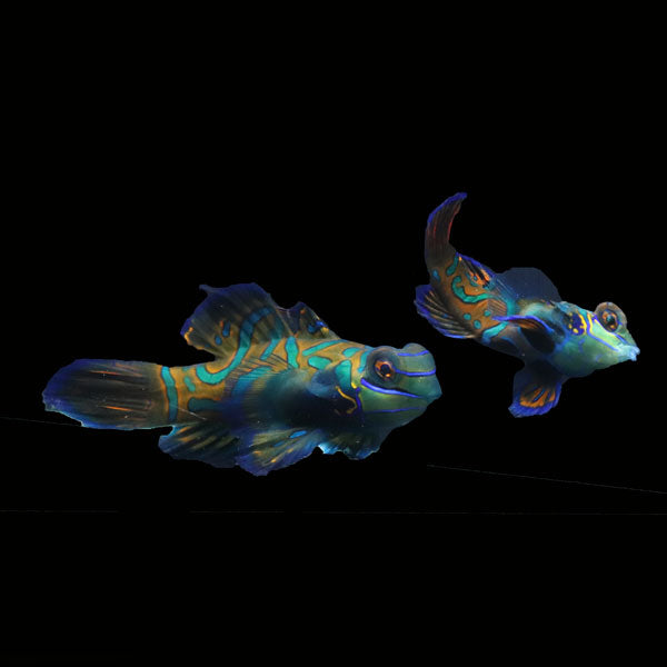 WYSIWYG Biota captive bred Mandarin Fish Pair 6