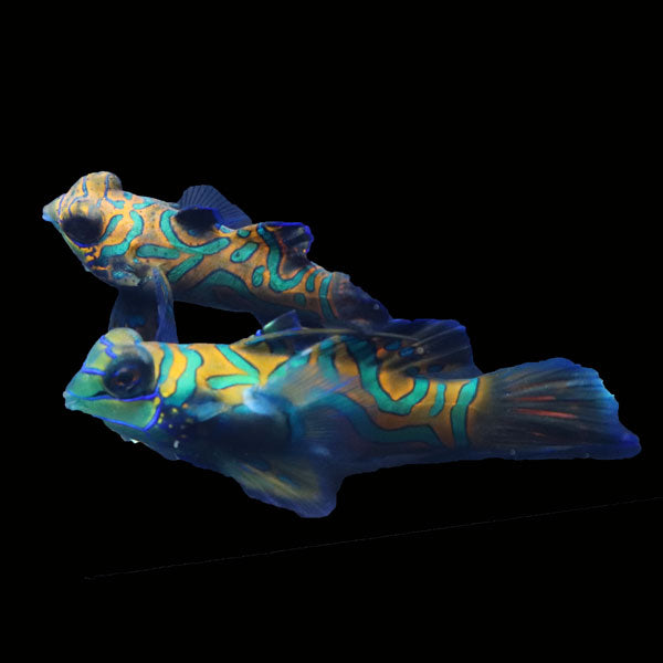 WYSIWYG Biota captive bred Mandarin Fish Pair 7