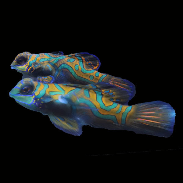 WYSIWYG Biota captive bred Mandarin Fish Pair 7