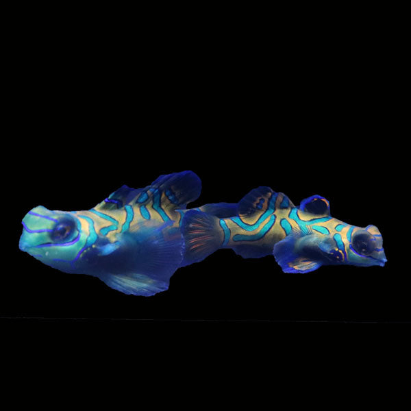 WYSIWYG Biota captive bred Mandarin Fish Pair 8