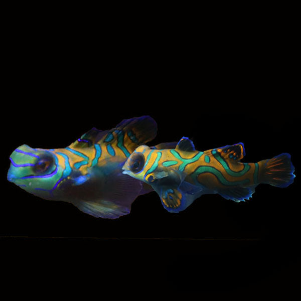 WYSIWYG Biota captive bred Mandarin Fish Pair 8