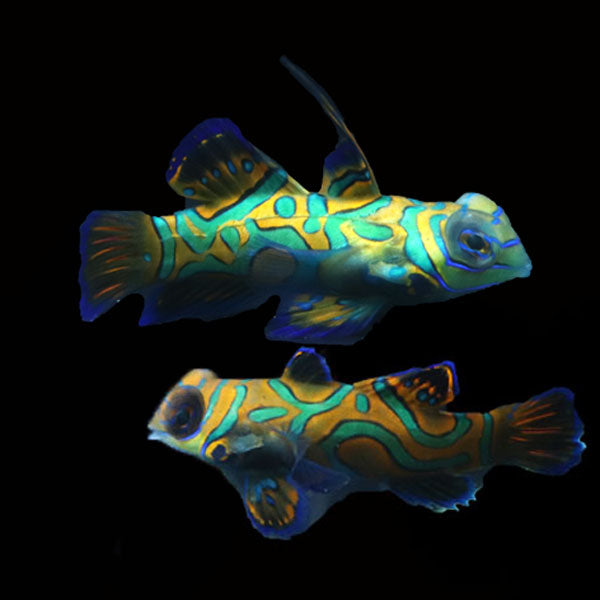 WYSIWYG Biota captive bred Mandarin Fish Pair 8