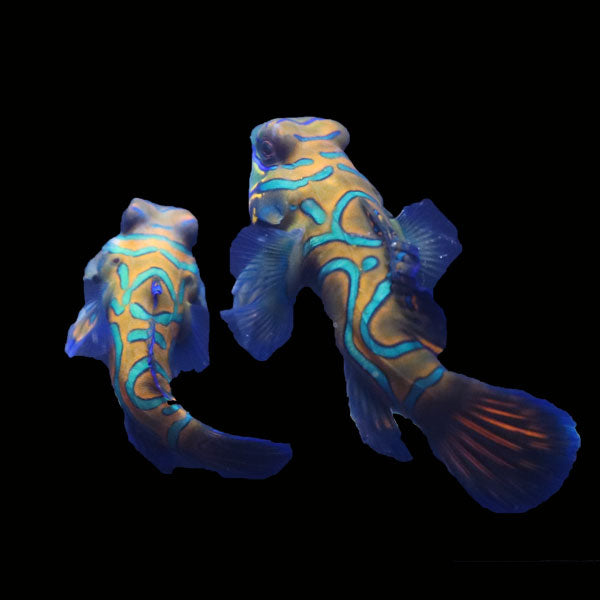 WYSIWYG Biota captive bred Mandarin Fish Pair 9