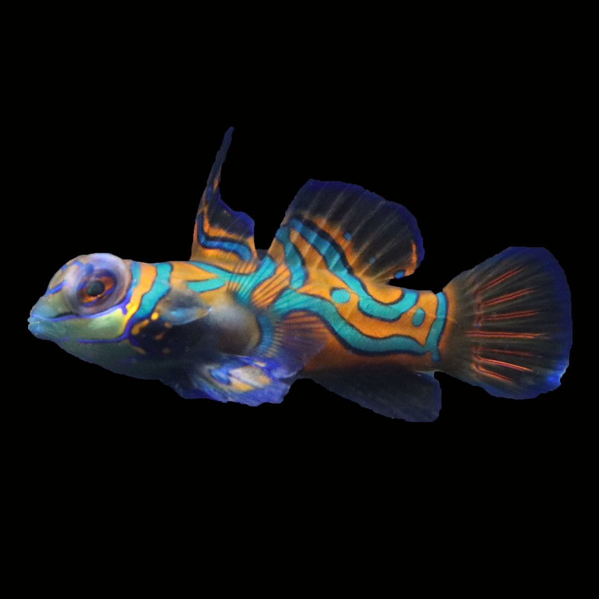 WYSIWYG Biota captive bred Mandarin Fish Pair 11