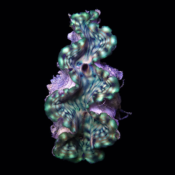 WYSIWYG cultured Squamosa Clam 10