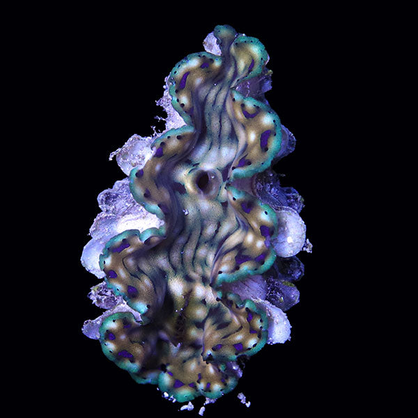 WYSIWYG cultured Squamosa Clam 1