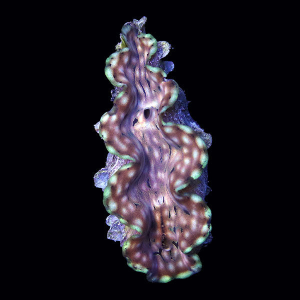 WYSIWYG cultured Squamosa Clam 2