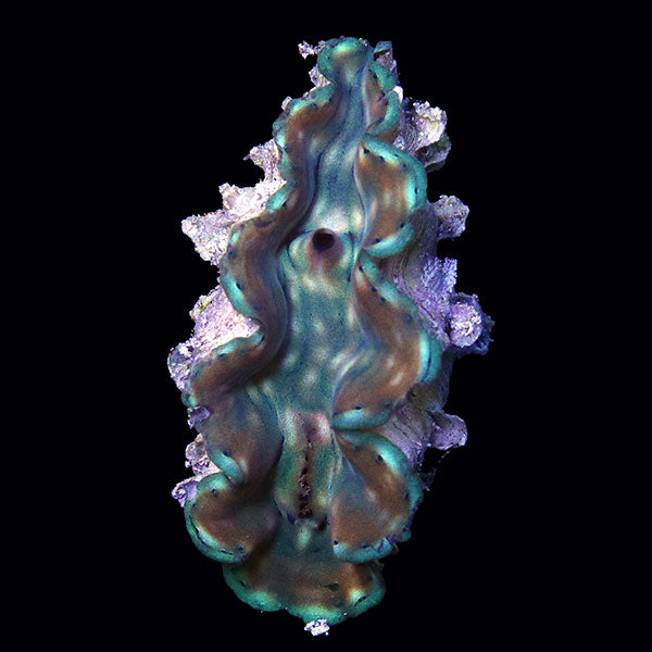 WYSIWYG cultured Squamosa Clam 4