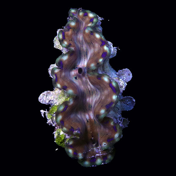 WYSIWYG cultured Squamosa Clam 5