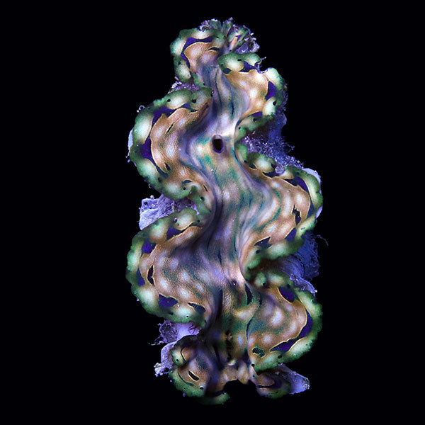 WYSIWYG cultured Squamosa Clam 6