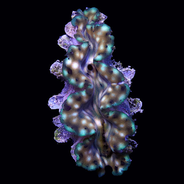 WYSIWYG cultured Squamosa Clam 7