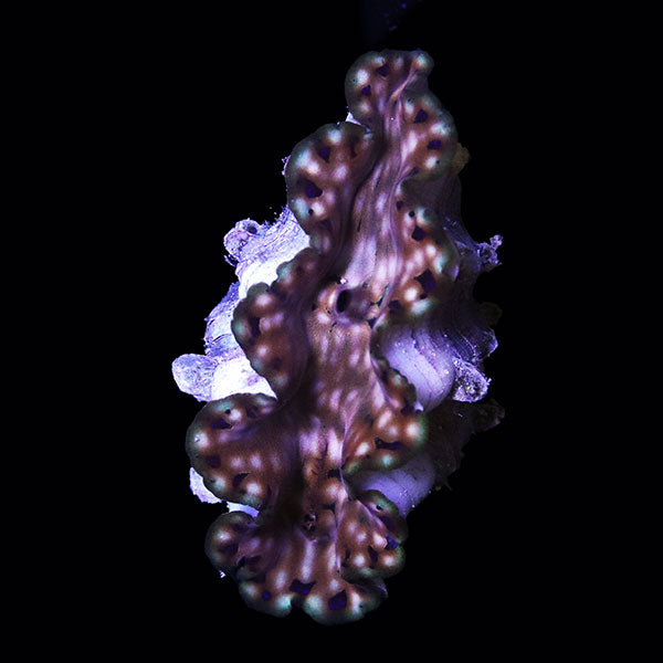 WYSIWYG cultured Squamosa Clam 8