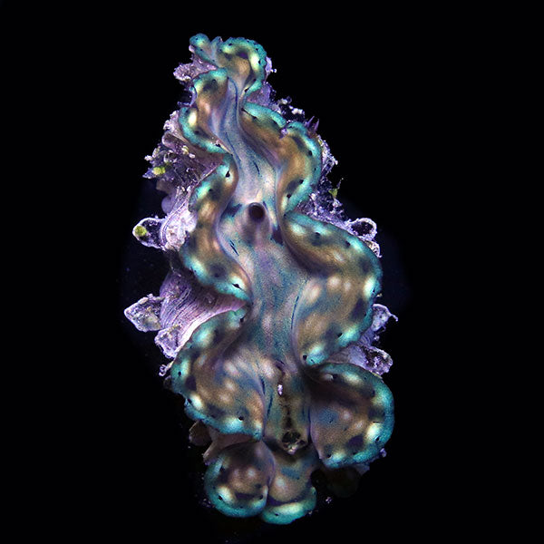 WYSIWYG cultured Squamosa Clam 9