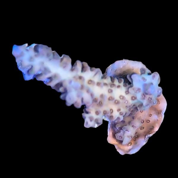 WYSIWYG cultured Palau Acropora 28