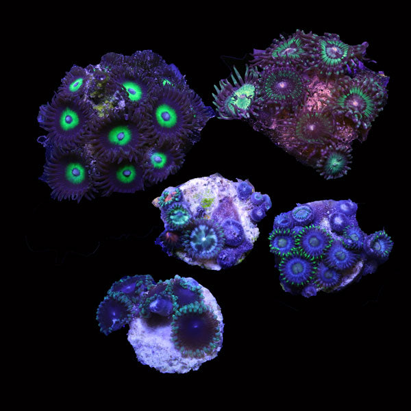 WYSIWYG cultured Panama Zoa pack 2