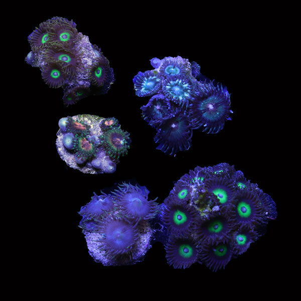 WYSIWYG cultured Panama Zoa pack 3