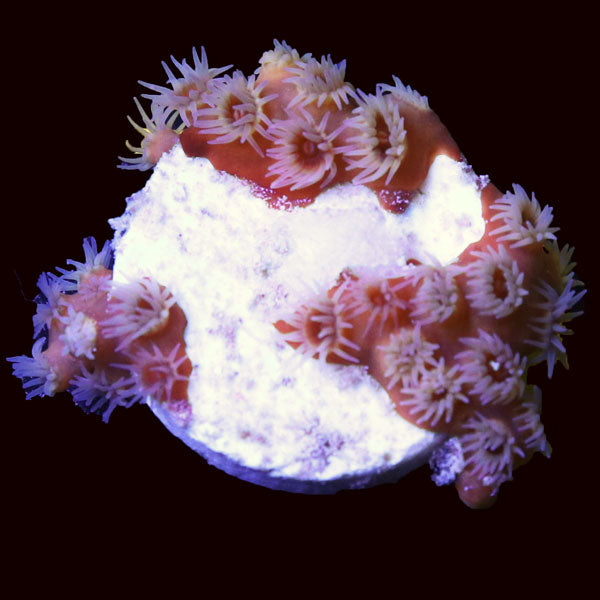 Gold NPS Polyps