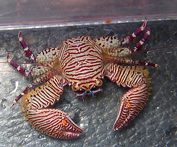 Purple Zebra Porcelain Crab