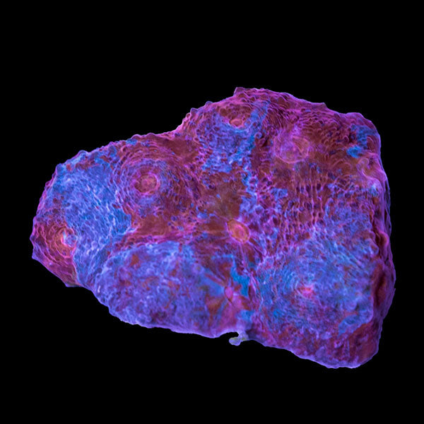 Biota Pink &amp; Blue Chalice frag