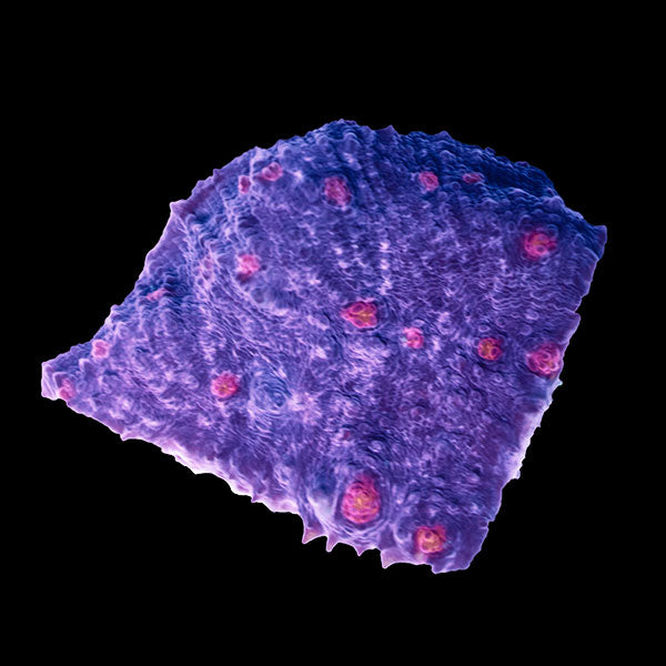 Biota Pink Eye Purple Oxypora Chalice frag