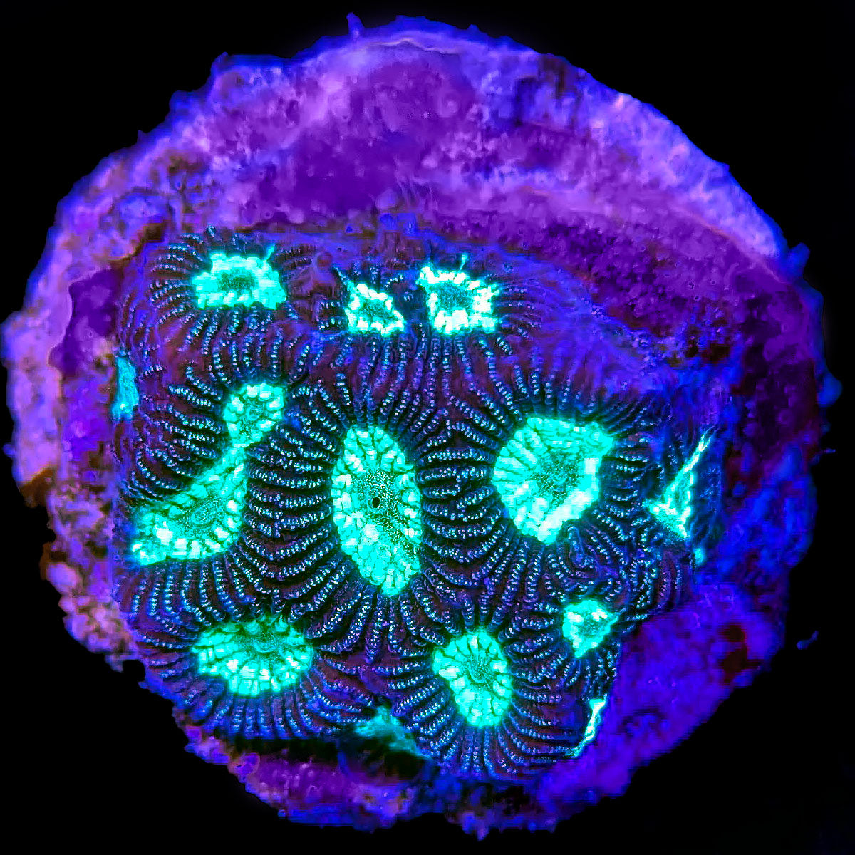 Green Center Brain Coral