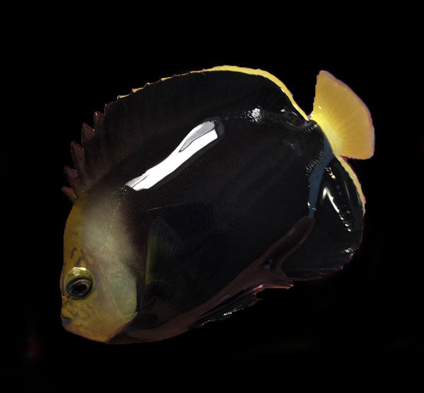 Black Phantom Angelfish